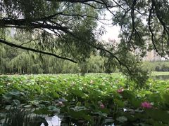 -青城公园