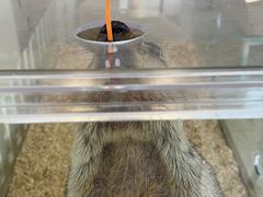 -怪兽屋·羊驼·猫咖·狗咖(俊华广场店)