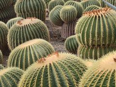 -北京植物园-展览温室