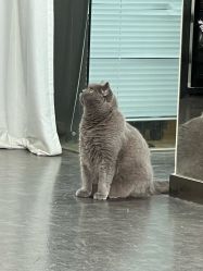 -飛凡TATTOO纹身•原创