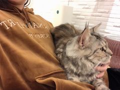 -momokira米努特·德文卷毛猫·棉花面纱犬