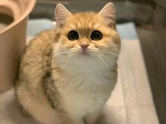 -猫大福·Fortune Cat猫舍(百子湾店)