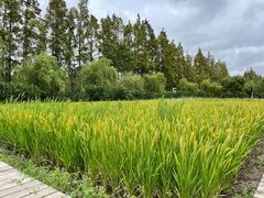 -前小桔亲子创意农场·草莓采摘·露营烧烤