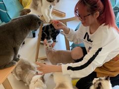 -猫在这儿猫咪咖啡馆·撸猫馆
