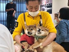 -逗柴咖啡屋·狗咖猫咖宠物桌游