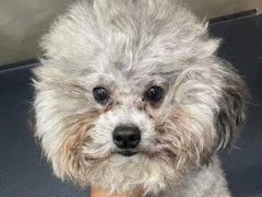 -PETKIT小佩宠物·低压洗护(国顺东路店)