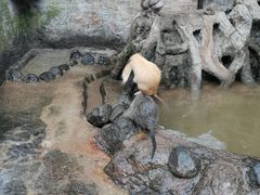-海南热带野生动植物园