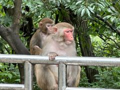 -黔灵山公园
