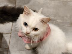 -楼上猫咖(罗湖店)