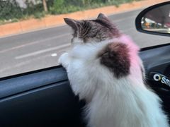 -伟伟宠物医院·瑞派猫友好医院·猫科(光谷店)