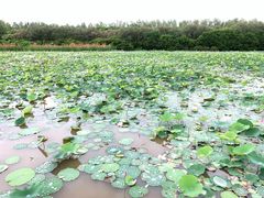 -大湾区中央湿地公园