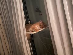 -欣宠猫屋·矮脚拿破仑·蓝金金渐层