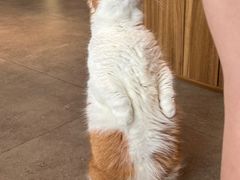 -飞行喵MR PILOT|猫舍·猫咖(静安大融城店)