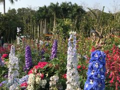 -深圳仙湖植物园