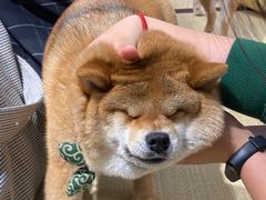 -逗柴咖啡屋·狗咖猫咖宠物桌游