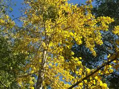 -长白岛森林公园