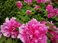 -洛阳市隋唐城遗址植物园