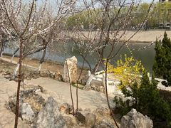 -桃花堤公园