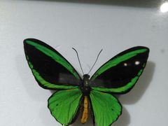 -上海昆虫博物馆