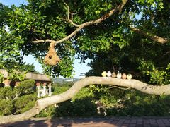 -胡里山炮台