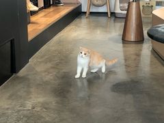 -瞄一喵猫咖(格力海岸店)