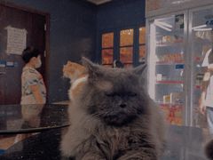 -more than meow吴止猫主题餐厅(承德 中船汇店)