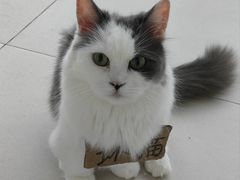 -怪兽屋·羊驼·猫咖·狗咖(俊华广场店)
