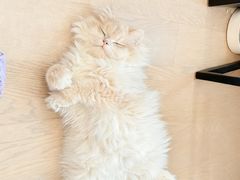 -lincat·猫舍(广州店)