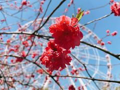 -顾村公园