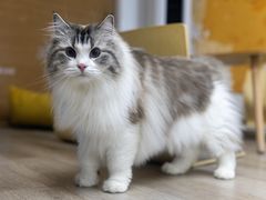 -柴迷FANS CLUB·柴犬狗咖·猫咖