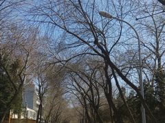 景点-三里屯东五街银杏大道