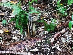 -五营红松林海景区