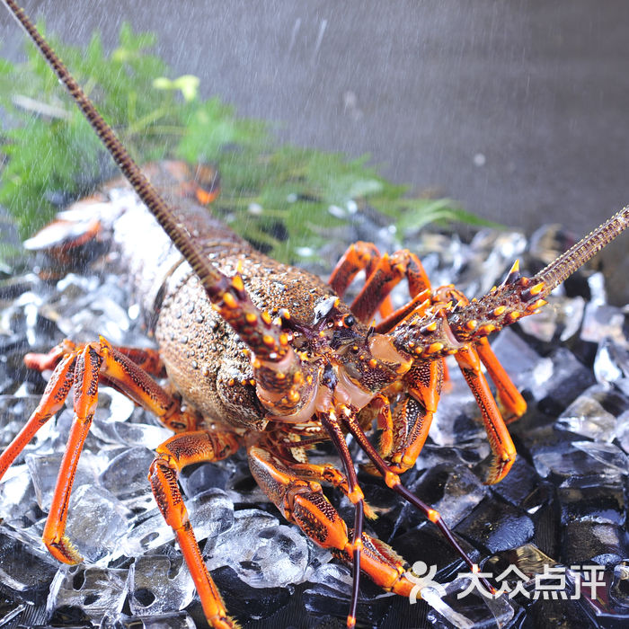 玺粤轩东星斑图片-北京粤菜馆-大众点评网
