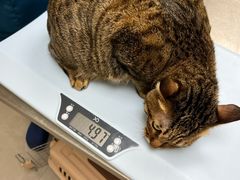 -爱诺耐芙动物医院(万博店)