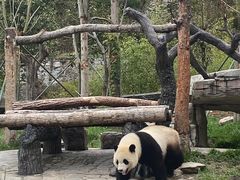 -卧龙中华大熊猫苑神树坪基地