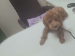 -瑞鹏宠物医院·普外科·影像科·皮肤科(城市山谷分院)