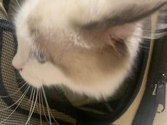 -千城康桥宠物医院·猫科·骨科·心脏