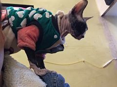 -猫色咖啡·猫咖