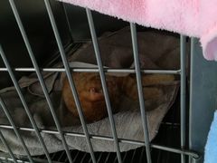 -美美宠物诊疗中心·异宠·骨科(滨江东信分院)