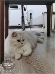 点击看大图 -月野兔日式美睫美甲