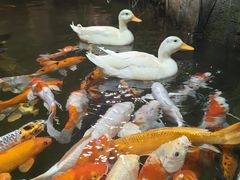 -正佳雨林生态植物园