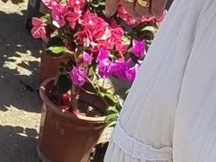 -中环花鸟鱼虫市场