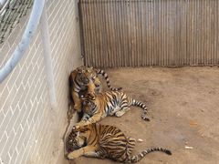-西霞口神雕山野生动物世界