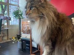 -猫小院猫主题餐厅(南锣旗舰店)