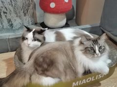 -白兔子密室(长寿路店)