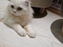 -猫和宫(六道口店)