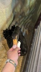 -酷嗒动物文化乐园(cutezoo西溪乐天城店)