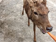 -海南热带野生动植物园
