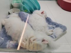 -1013 PET SHOP精品宠物商店(丁香店)