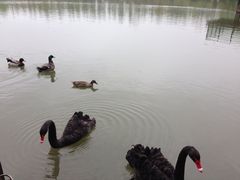 iphone_upload_pic-上海怡沁园度假酒店